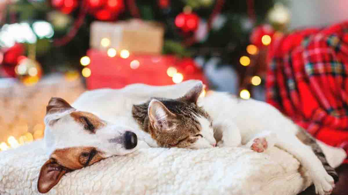 How to take care of your pet on these dates