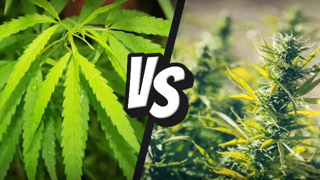 Hemp vs. Marijuana, the Debate Continues