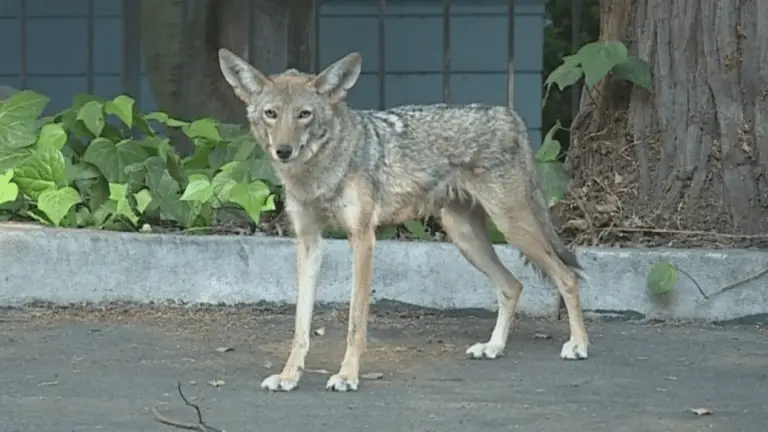 Coyotes Leave Their Habitat and Roam Urban Areas in Costa Rica