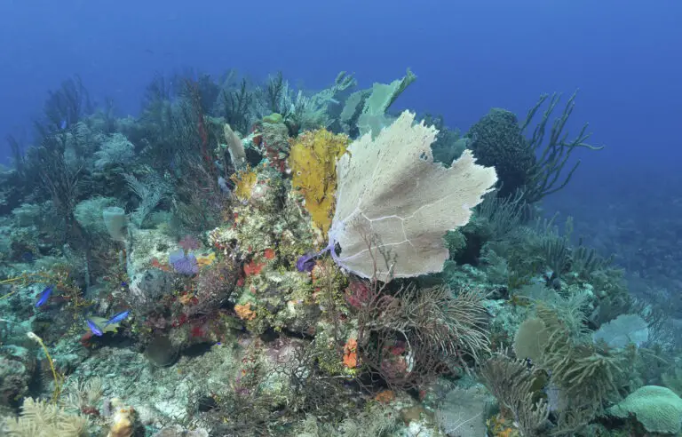 Artificial Reefs, a Step towards Marine Recovery in Costa Rica