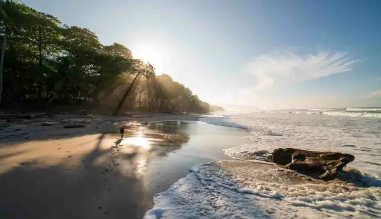 Discover These Dog-Friendly Travel Destinations in Costa Rica