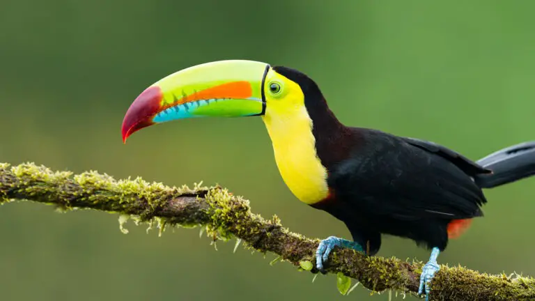 Colorful Animals from Costa Rica will be Featured in a BBC Series
