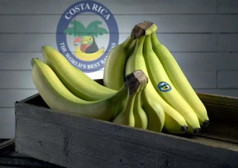 Costa Rica Increased Its Banana Exports by 7% Despite the Pandemic