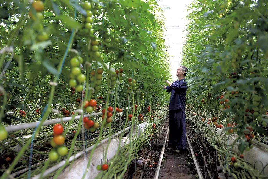 Costa Rica Sends its First Container of Hydroponic Tomato