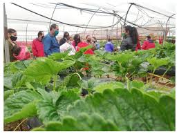 organic strawberry tour costa rica