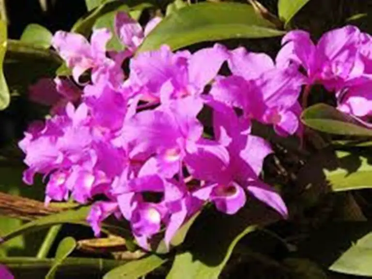Symbols of the Costa Rican Bicentennial: March Brings the Flowering of the “Purple Guarias” Orchid