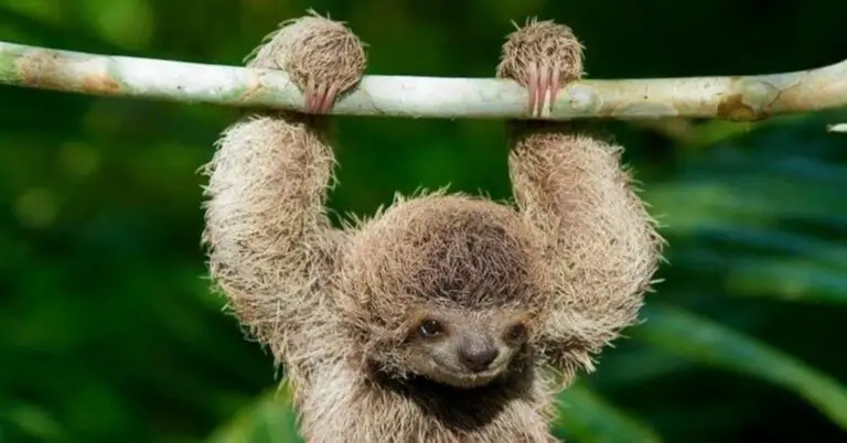 Prestigious World Travel Guide Highlights the “Cute Baby Sloth” and “Costa Rica” as a Dream Destination