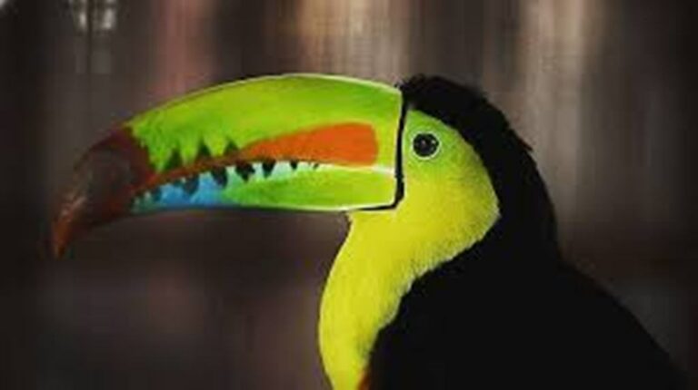 Costa Rica Advocates the Reactivation of Tourism Focused on the Protection of Wildlife