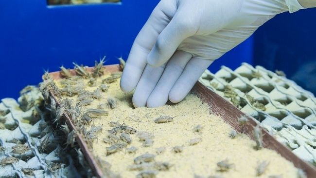 Costa Rica Must Access New Technologies in the Growing “Edible Insect” Industry