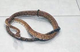 Snakes and Lizards that a Man Tried to Smuggle Out of the Country through Liberia Airport are Seized