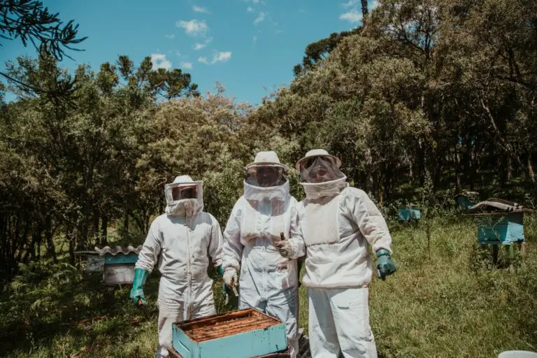 Costa Rican Beekeepers Alert About Possible Extinction of All Bees in Less than 15 Years
