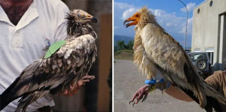 The Four Times Around the World of the Grandfather of Egyptian Vultures