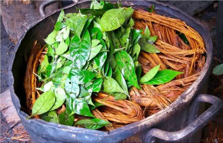 The Integrative Function that Ayahuasca Has in the Human Being