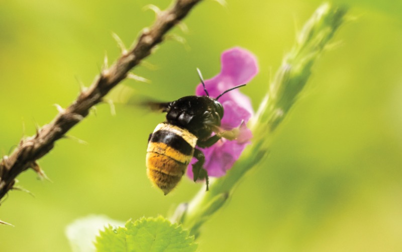 Costa Rican Bee Let's Protect Bees in Costa Rica by Planting Aromatic and Fruit Species