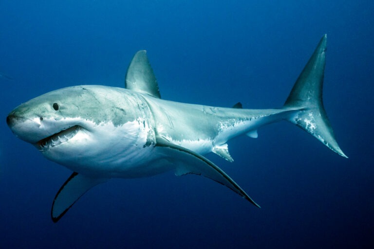Sharks Were Officially Decreed as Protected Wildlife in Costa Rica