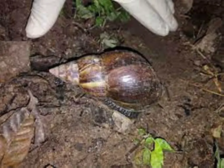 Presence in Costa Rica of the African Snail is Reported