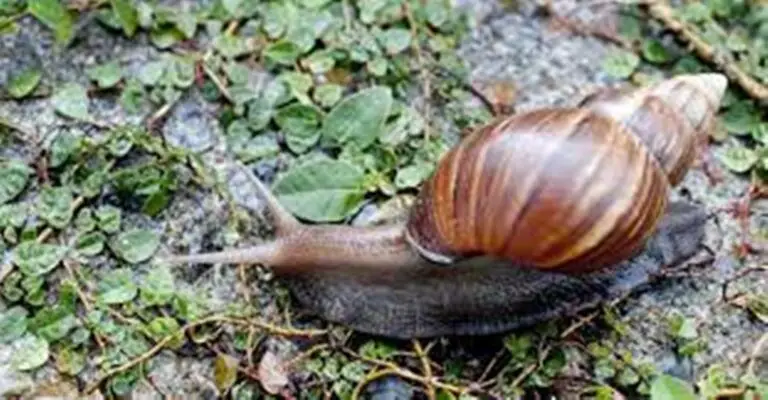 Why Did Costa Rica Declare A Phytosanitary Emergency Due to the Presence Of the Giant African Snail?