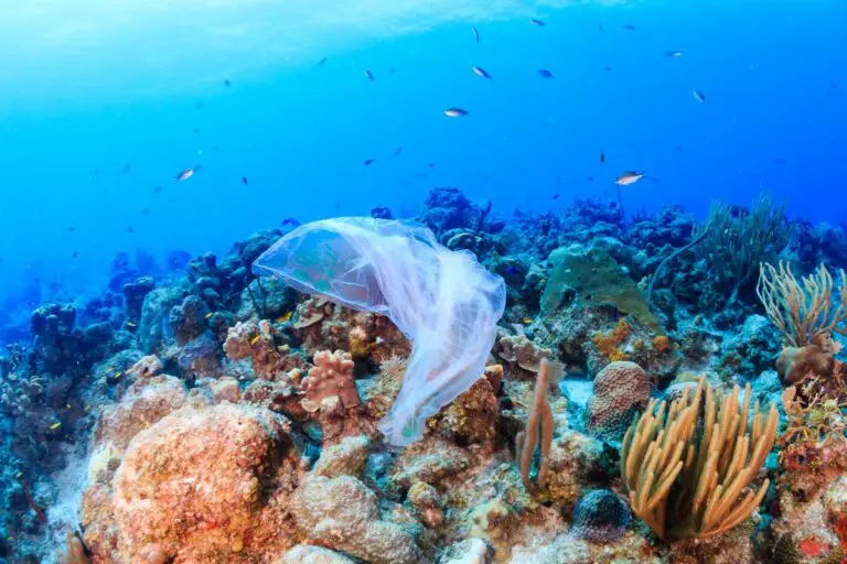 Contribute with the Well-Being of the Oceans by Reducing Single-Use Plastics