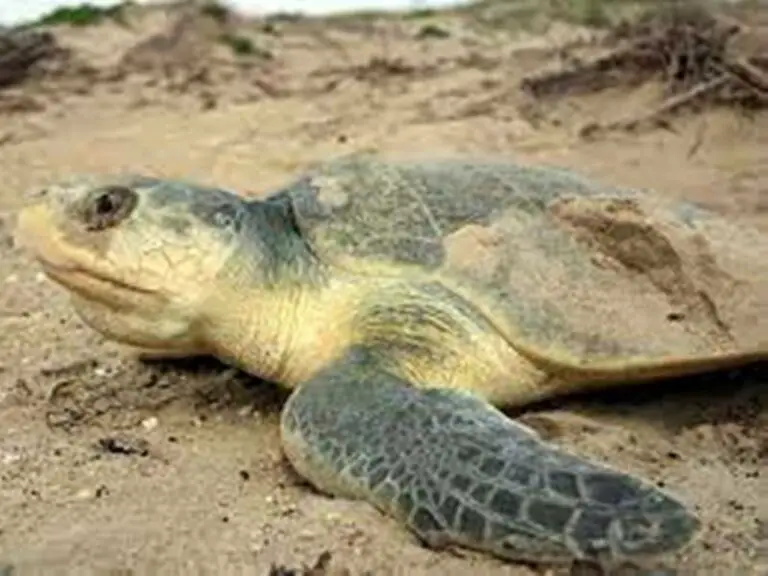 Costa Rican Coast Guard Releases Olive Ridley Turtles Caught by Illegal Fishermen in Border Waters