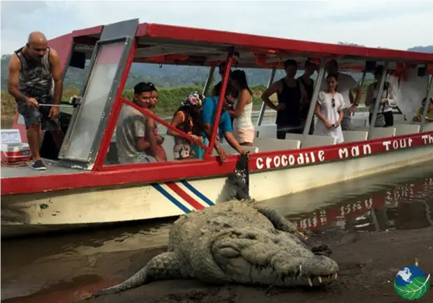 Costa Rica Improves Crocodile Management in Ecotourism Areas