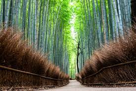 Along The Bamboo Route
