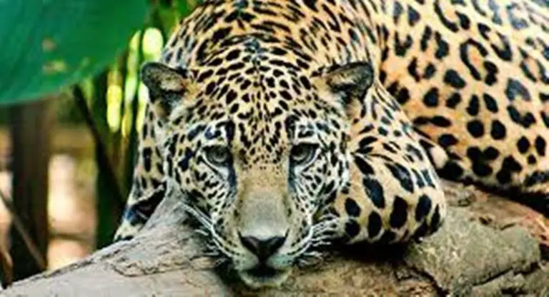 The Simón Bolívar National Zoological Park and Botanical Garden of   Costa Rica