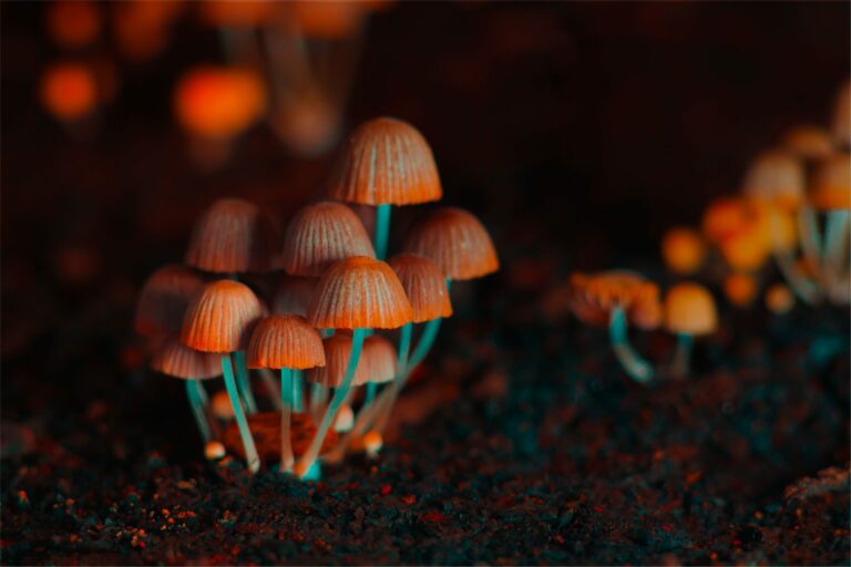 Canada Seeks Alternative Medicine In ‘Magic Mushrooms’