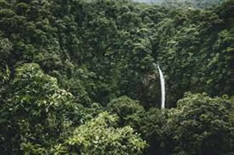 This is How Costa Rica Doubled Its Number of Forests