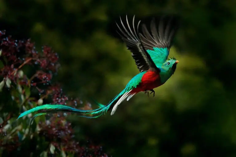 The Costa Rican Quetzal: One of the Most Beautiful Birds in the World