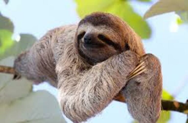 The Sloth Becomes A National Symbol Of Costa Rica