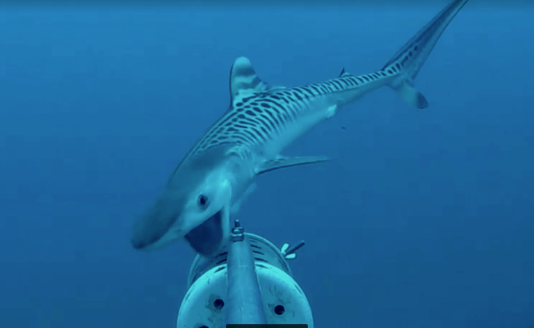 Baby Tiger Shark Is Recorded for the First Time in Isla Del Coco