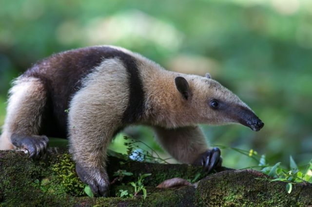 The Fascinating Mammals of Costa Rica