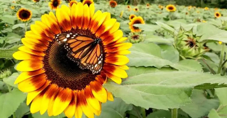 Sunflowers of Costa Rica: With Breathtaking Colors to Amaze Your Senses