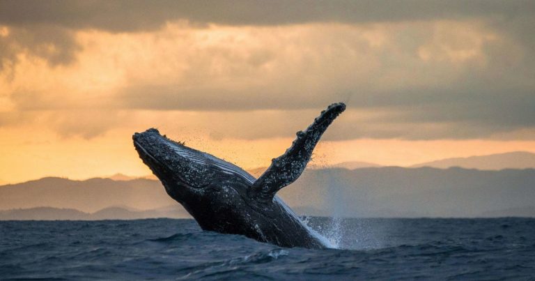Visit the Pacific of Costa Rica: Whales Will Roam the South Zone Ocean until August