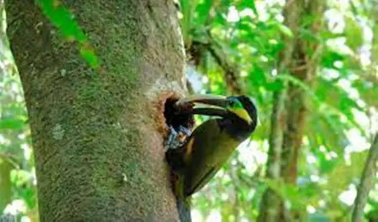 Costa Rican Scientists Manage to Document a Nest of the                        Shy Yellow-Eared Toucan