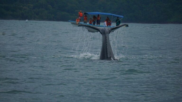 Whales Are On Sight This Summer in Costa Rica