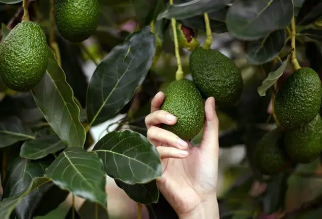 Avocado Will be the World's Best-Selling Tropical Fruit by 2030