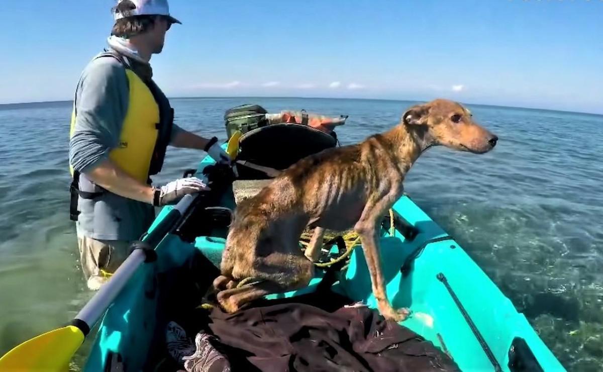 Photographer Finds An Abandoned Puppy On A Desert Island In Belize And ...
