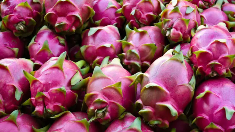 Pitahaya Cultivation Promotes New Commercialization Routes in Costa Rica
