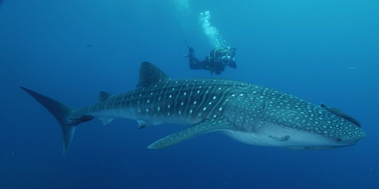 Shark Watching Generates Up to Us $ 14 Million Annually in Costa Rica