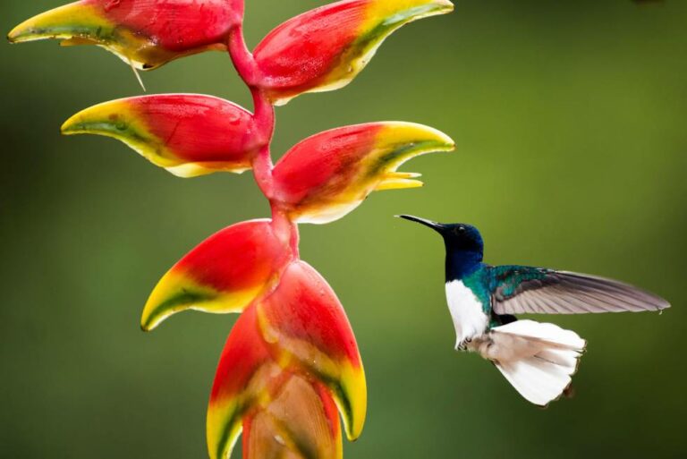 Costa Rica: A Delirium of Nature to Live a Thousand and One Adventures