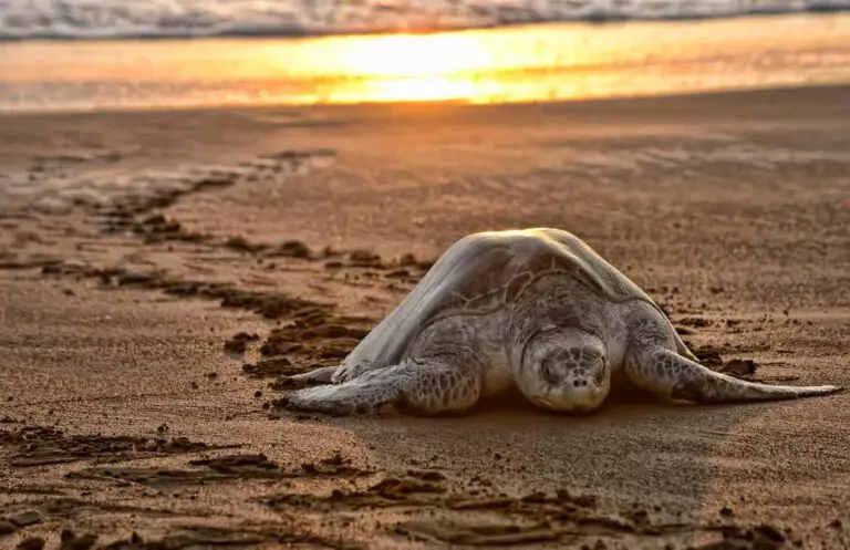 Recommendations by the Institute of Wildlife Conservation for Observing Turtles Nesting in Costa Rica