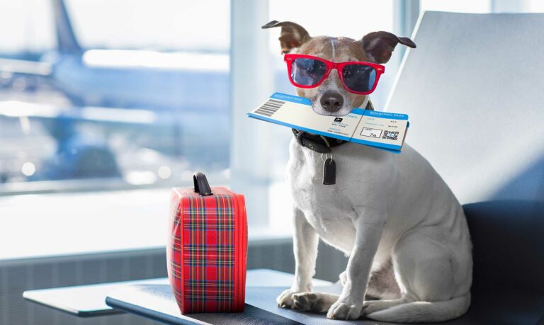 How to Travel Safely With Pets