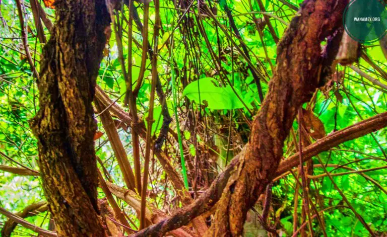 The Mystery of Ayahuasca: What is in its Spiritual Journey?