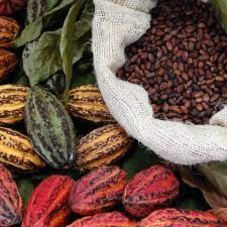 The Fascinating… and Delicious History of Cacao