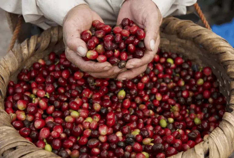 Capacities for Bio-Business in Latin American Coffee Will Be Strengthened with Virtual Workshops