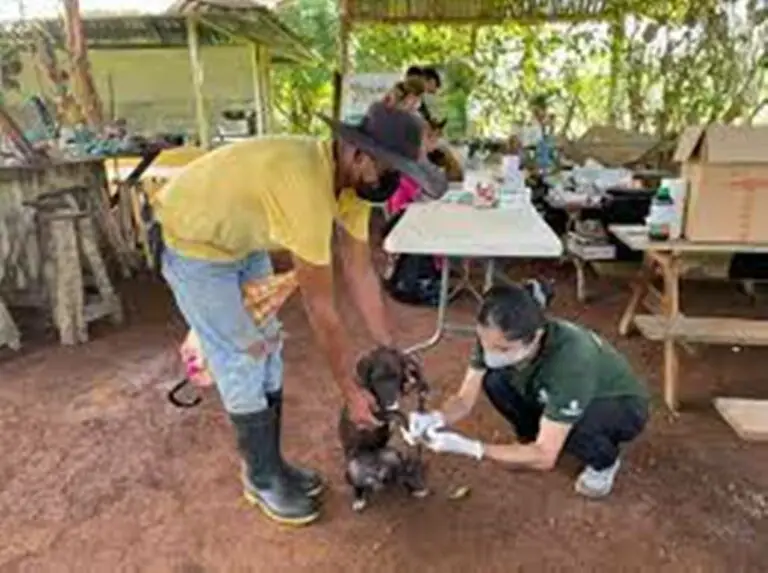 1,250 Animals Affected By Floods Receive Veterinary Attention in the Caribbean And Northern Zone
