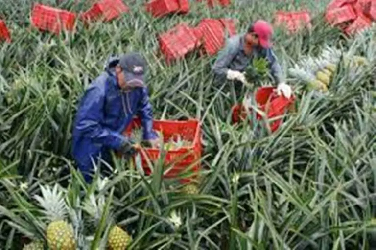 Costa Rica Renews Plan for the Entry of Nicaraguan Agricultural Workers