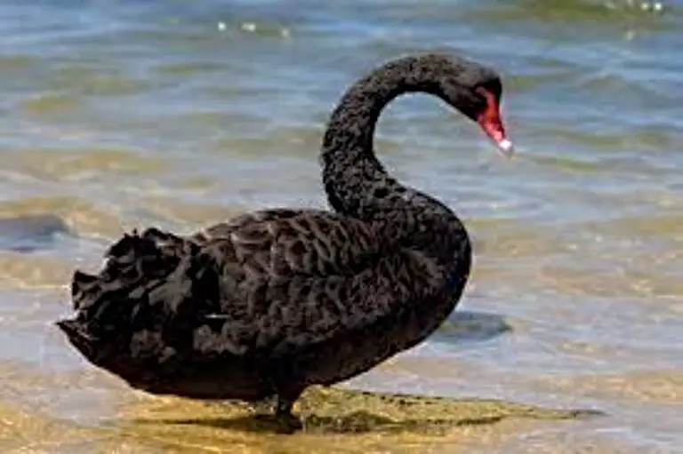 What Is the Black Swan Theory and How It Can Help Us Prevent Major Crises In The Future