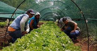 Sustainable Cultivation for Guanacaste Families is Promoted